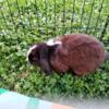 Holland Lop male rabbit.