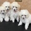 Ckc Ice white poodle puppies (reduced)