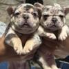 5 week old frenchie puppies