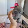 Beautiful Frenchie Puppies