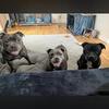 Staffordshire Bull Terrier Pups