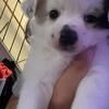 Shih tzu chihuahua mix