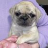 Gorgeous Fawn Merle Female puppy