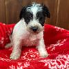 Coming soon Non-shedding, hypo-allergenic Schnoodle puppies in Indiana.