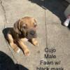 PLAYFUL CANE CORSO PUPPIES AVAILABLE 