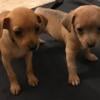 Sweet little chihuahua puppies PRICE REDUCED