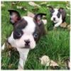 Boston terrier puppy Brownstown