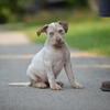 XL American Bully