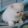 CFA Flame Point Male Persian Himalayan Kitten