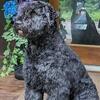AKC Champion Bouvier Pups!