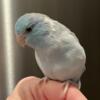 Male Parrotlet - Hatch date 3-17-23