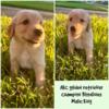 AKC Golden Retriever Puppy - -Champion Bloodlines