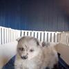 Pomeranian puppies 1 female 2 males