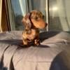 Dachshund for rehoming