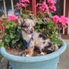 Mini Australian shepherd mix puppies (all colors)