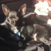 Chihuahua Black Male;Available for Stud Services; 5 Years Old