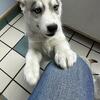 Siberian Husky puppies