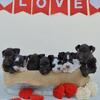 AKC miniature schnauzers