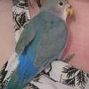 Peach-faced Lovebird babies