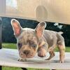 Akc French bulldog puppies