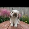 Purebred Holland Lop Female Bunny - Daisy 🐰