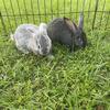 Flemish Giants 