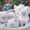 Neva Masquerade Siberian kittens