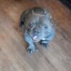 Blue Exotic micro bully up for stud not sale