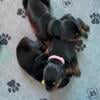 Akc euro doberman  puppies ready sep 24th