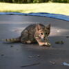 F3C Female Savannah Kitten