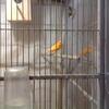 Young and healthy red factor canary hen for sale in indy 