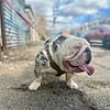 Crypto English bulldog Stud