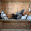 Silkie Roosters