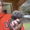 AKC CHAMPION sired 3 boys 1 girl