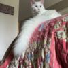 10 months old Maine coon for sale