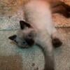 Seal point siamese kitten's