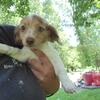 Long haired dapple female mini dachshund 