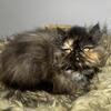 Gorgeous tortie female Persian