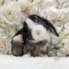 Holland lop bunny rabbit