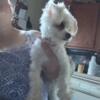 Tiny Female Maltipoo will be 2 in December