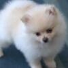 "Diamond" Pomeranian, Cream, Female, DOB 8-2-24