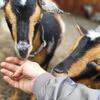Nigerian dwarf goats