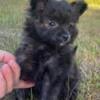 Pomapoo puppies * reduced price