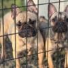 Akc French Bulldog Females 