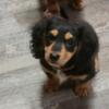 Mini dachshund male puppy