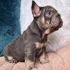 Lilac tri frenchie female