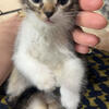American curl