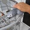 African Grey Parrot Female