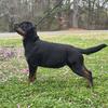 European AKC Multi-Champion Bloodline Rottweilers 
