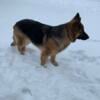 AKC Female German Shepherd